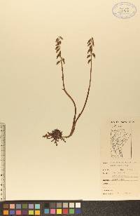 Corallorhiza trifida image