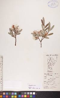 Salix pedicellaris image