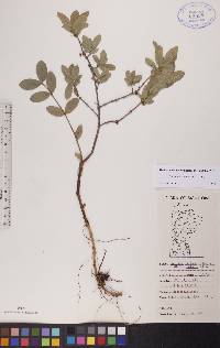 Lonicera villosa image