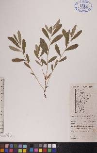 Lithospermum canescens image