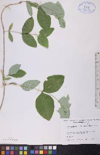 Lonicera dioica image