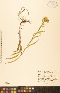 Solidago riddellii image