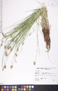 Carex bebbii image