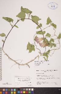 Calystegia sepium subsp. angulata image