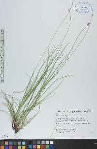 Carex peckii image