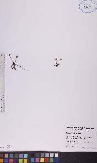 Drosera anglica image