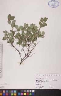 Symphoricarpos albus image