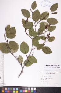 Alnus viridis subsp. crispa image