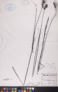 Carex bicknellii image