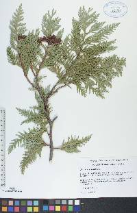 Thuja occidentalis image