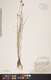 Carex bebbii image