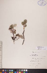 Salix reticulata image