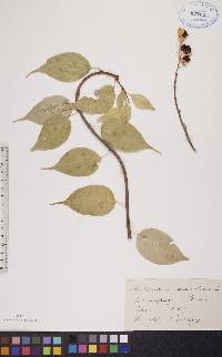 Celastrus scandens image