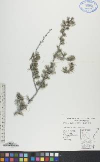 Larix laricina image