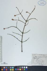 Picea mariana image