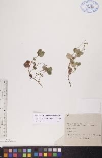 Linnaea borealis subsp. longiflora image