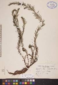 Myriophyllum farwellii image