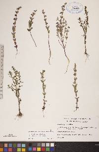 Scutellaria parvula image