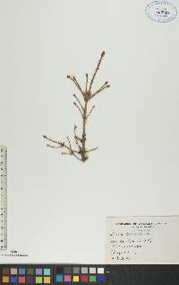 Picea glauca image