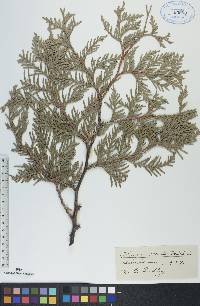 Thuja occidentalis image