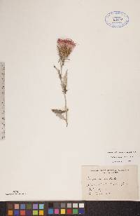 Cirsium flodmanii image