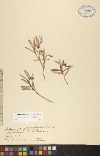 Andromeda polifolia var. polifolia image