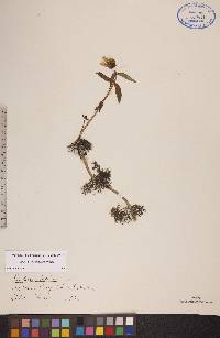 Bidens beckii image