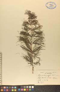 Equisetum sylvaticum image