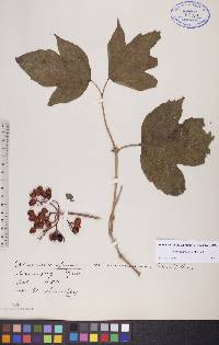 Viburnum trilobum image