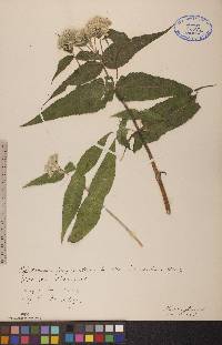Eupatorium perfoliatum var. truncatum image