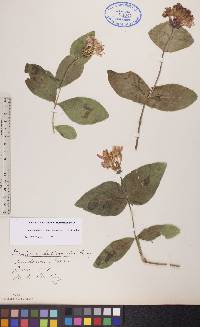 Lonicera dioica image