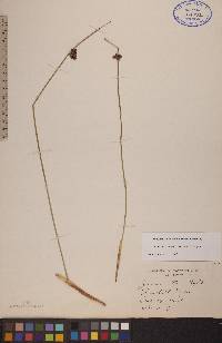 Juncus balticus subsp. littoralis image