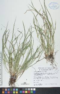 Carex saximontana image