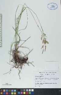 Carex sprengelii image