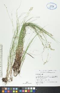 Carex interior image