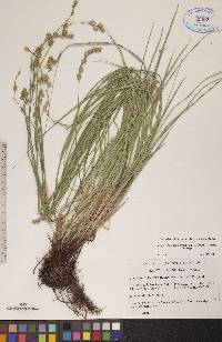 Carex echinodes image