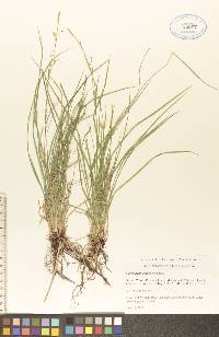 Carex assiniboinensis image