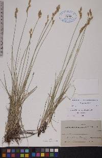 Carex praticola image