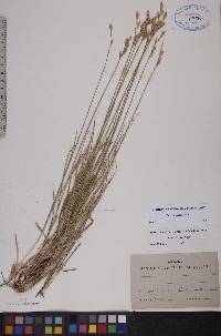 Carex praticola image