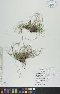 Carex tonsa image