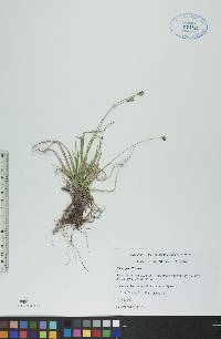 Carex peckii image