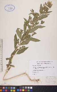 Axyris amaranthoides image
