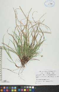 Carex tonsa var. tonsa image