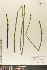 Equisetum fluviatile image