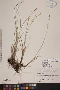 Carex meadii image