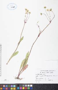 Krigia biflora image