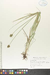 Carex bebbii image