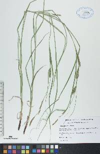 Carex laeviconica image