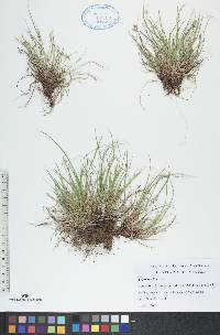 Carex rossii image