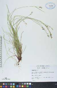 Carex peckii image